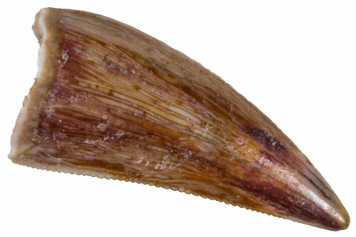 Serrated Triassic Theropod Dinosaur (Coelophysis) Tooth - Texas #315713